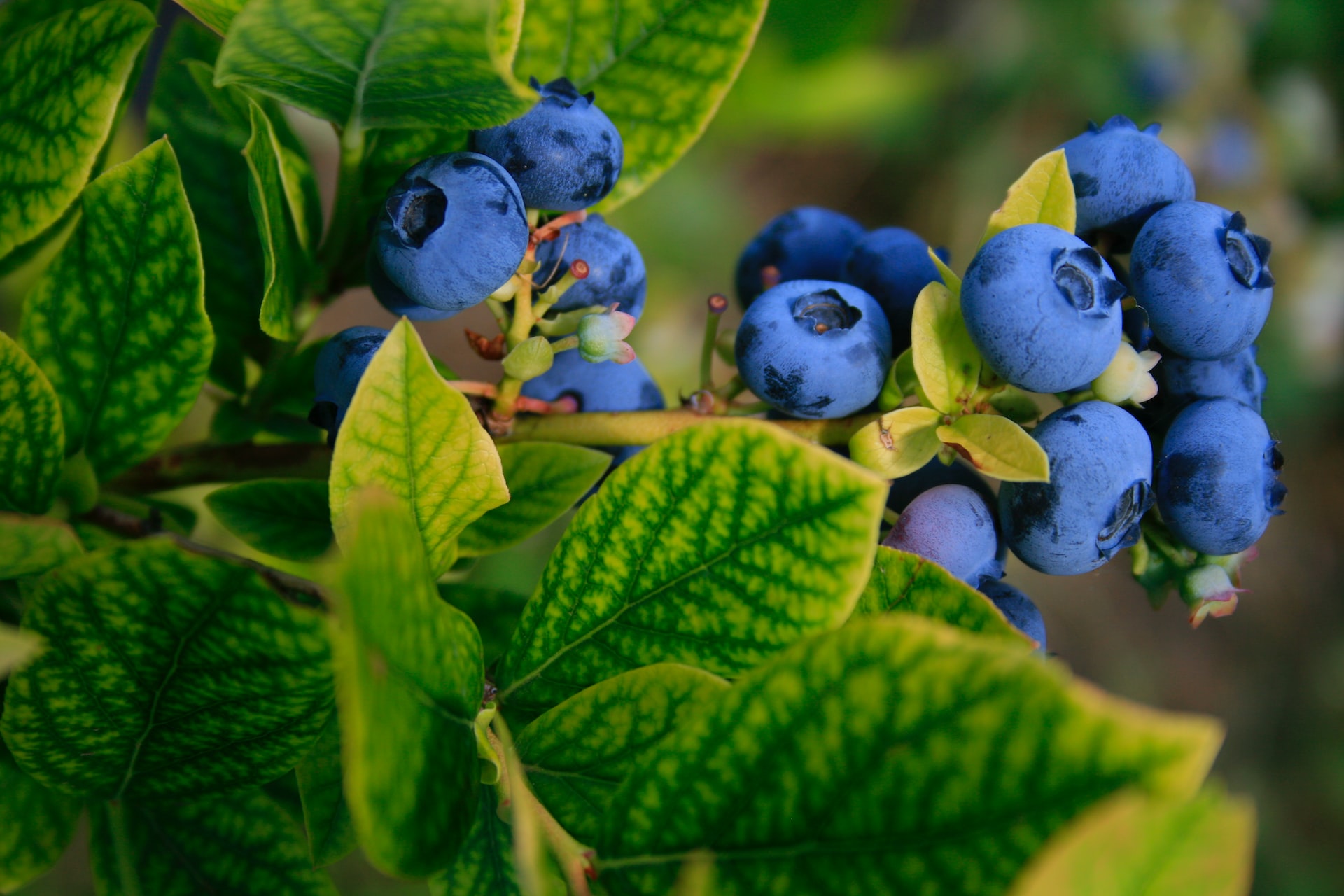 global-blueberry-industry-in-high-demand