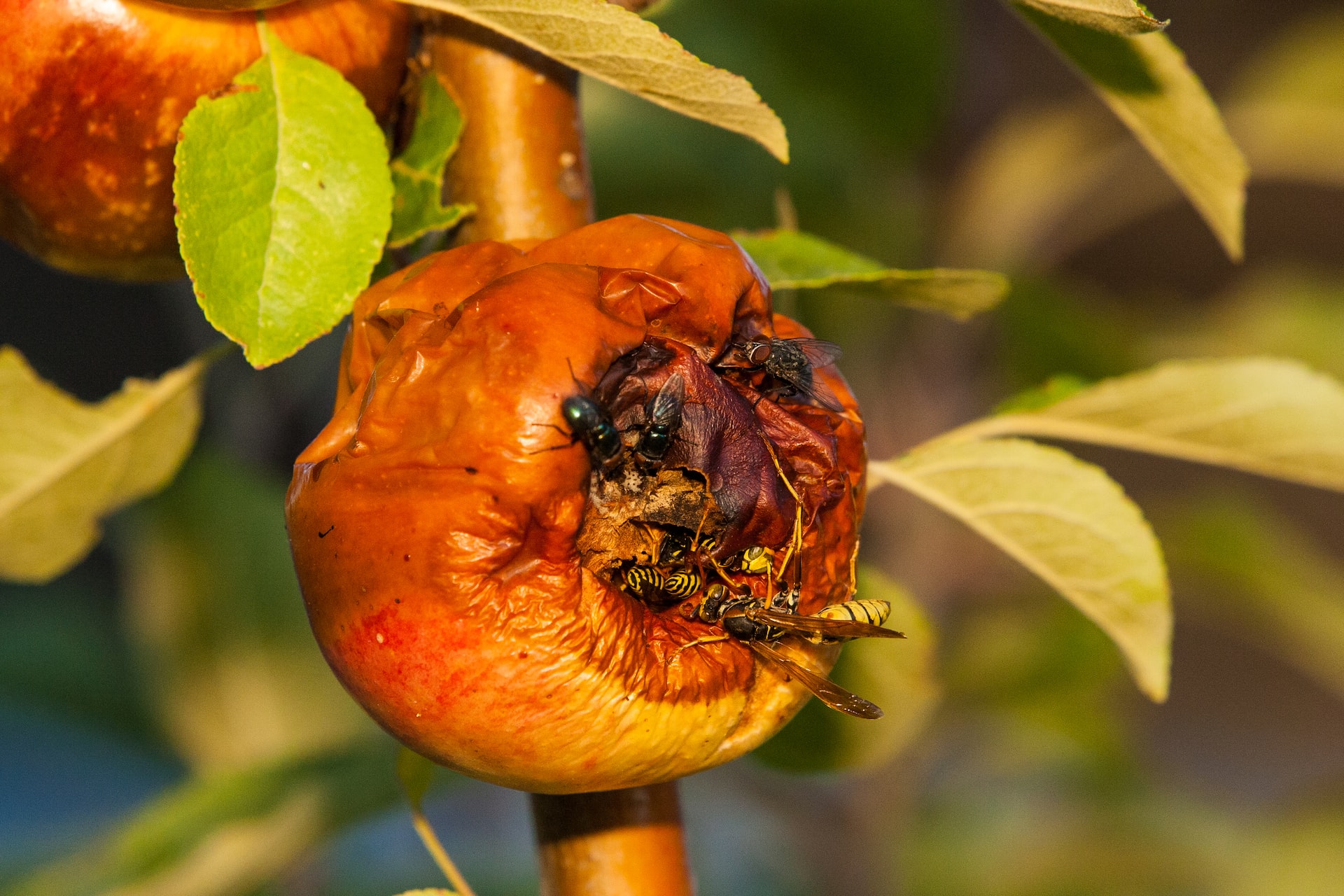 Fruit Fly Extension Causes The Removal Of Trees