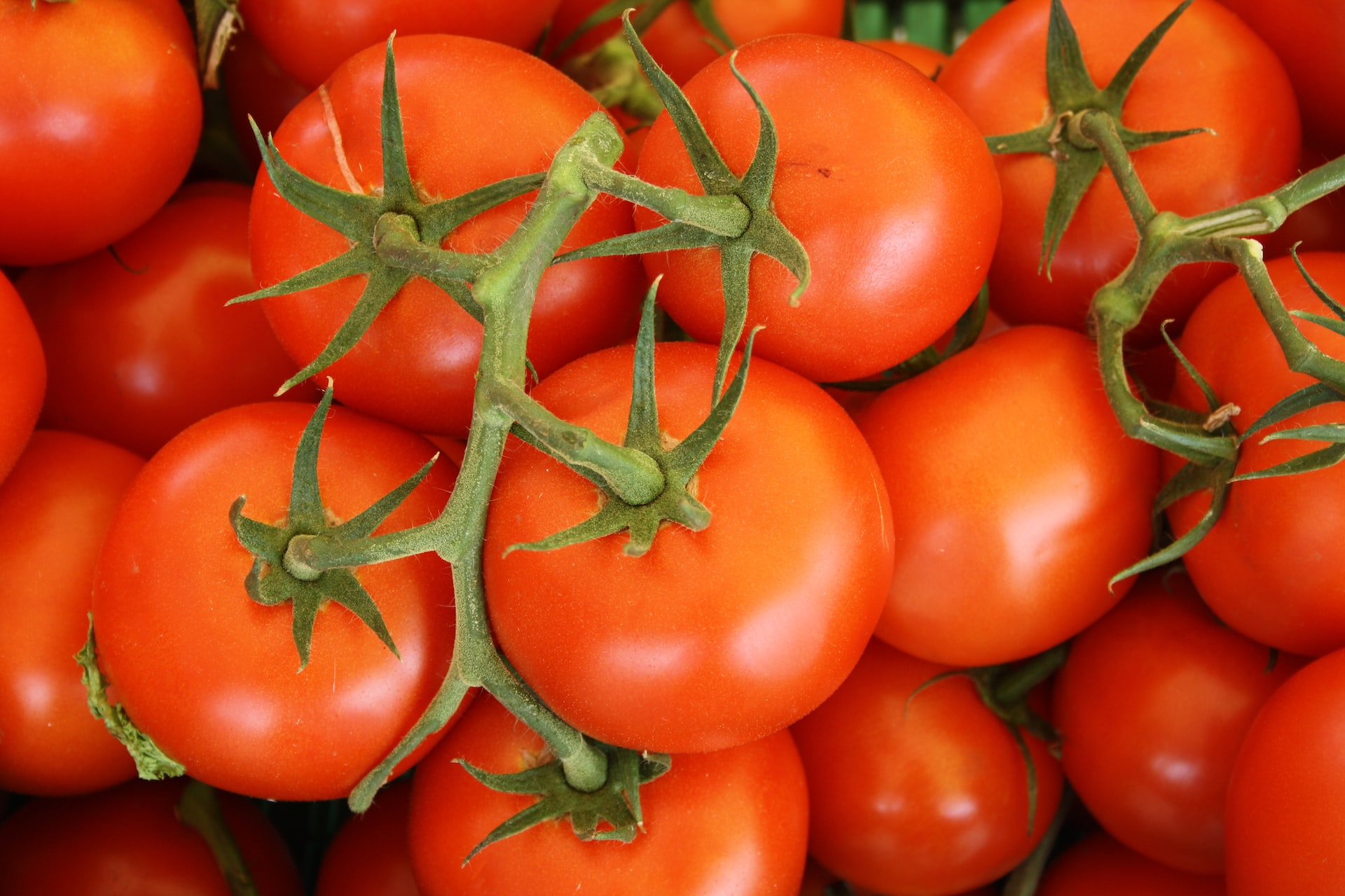 The World’s Tiniest Tomato Delights Customers but Worries Growers 